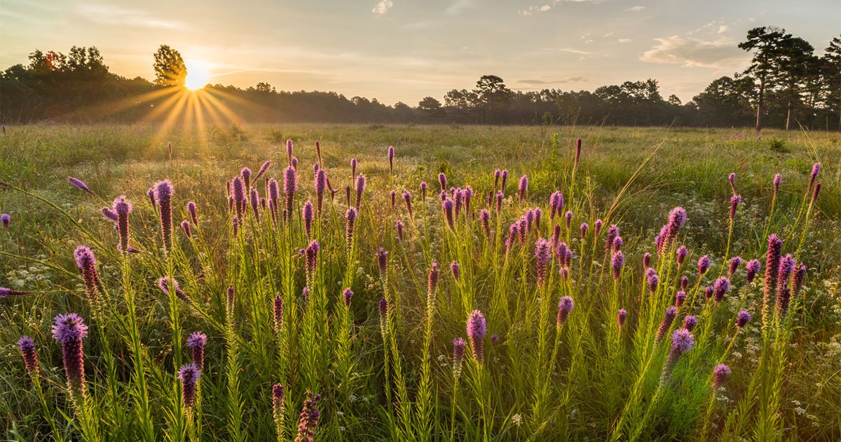 sun setting above a large green field with purple flowers